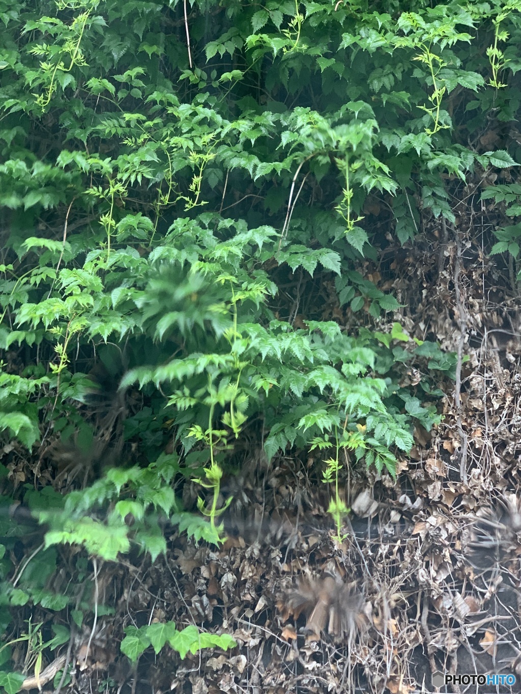 雨の窓越し