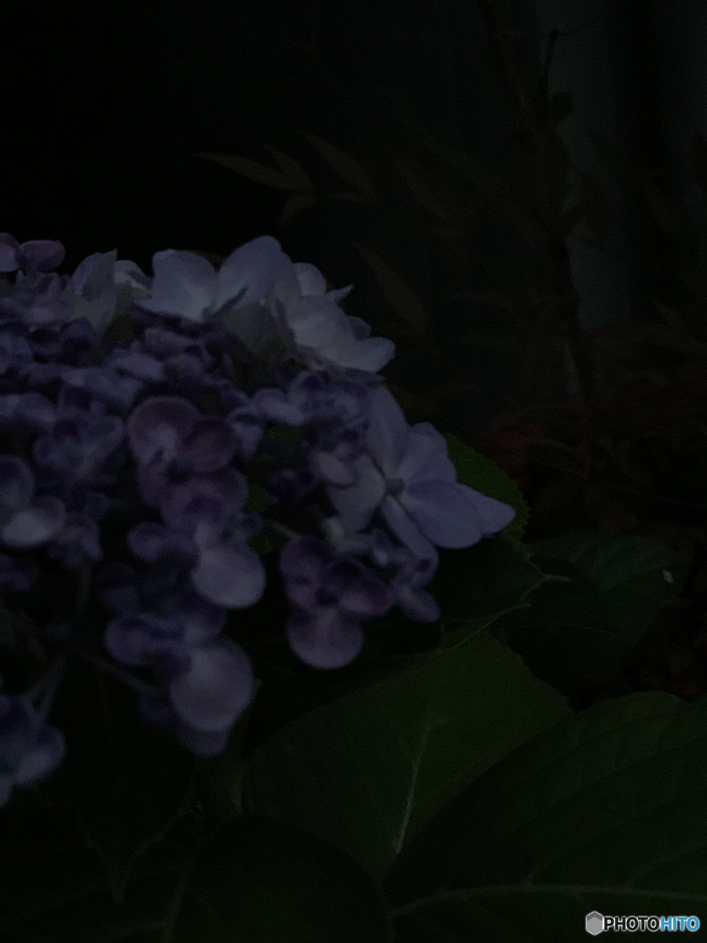 紫陽花　一日の終わりを告げる