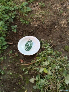 草取りには蚊取線香