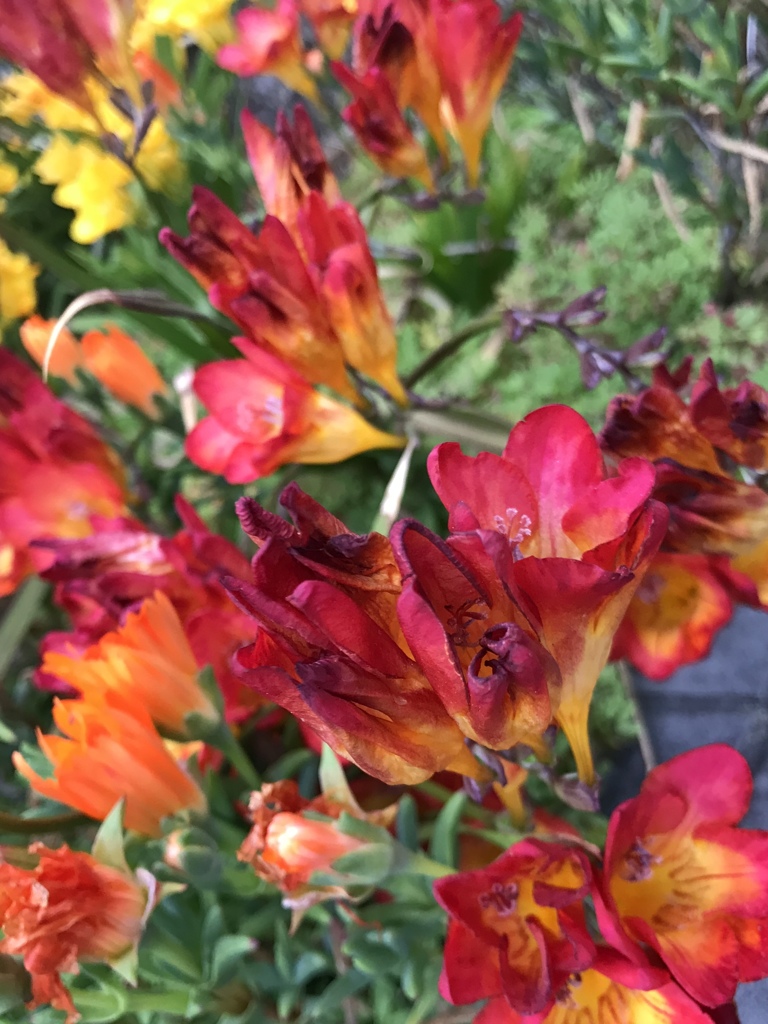 何処からか香る