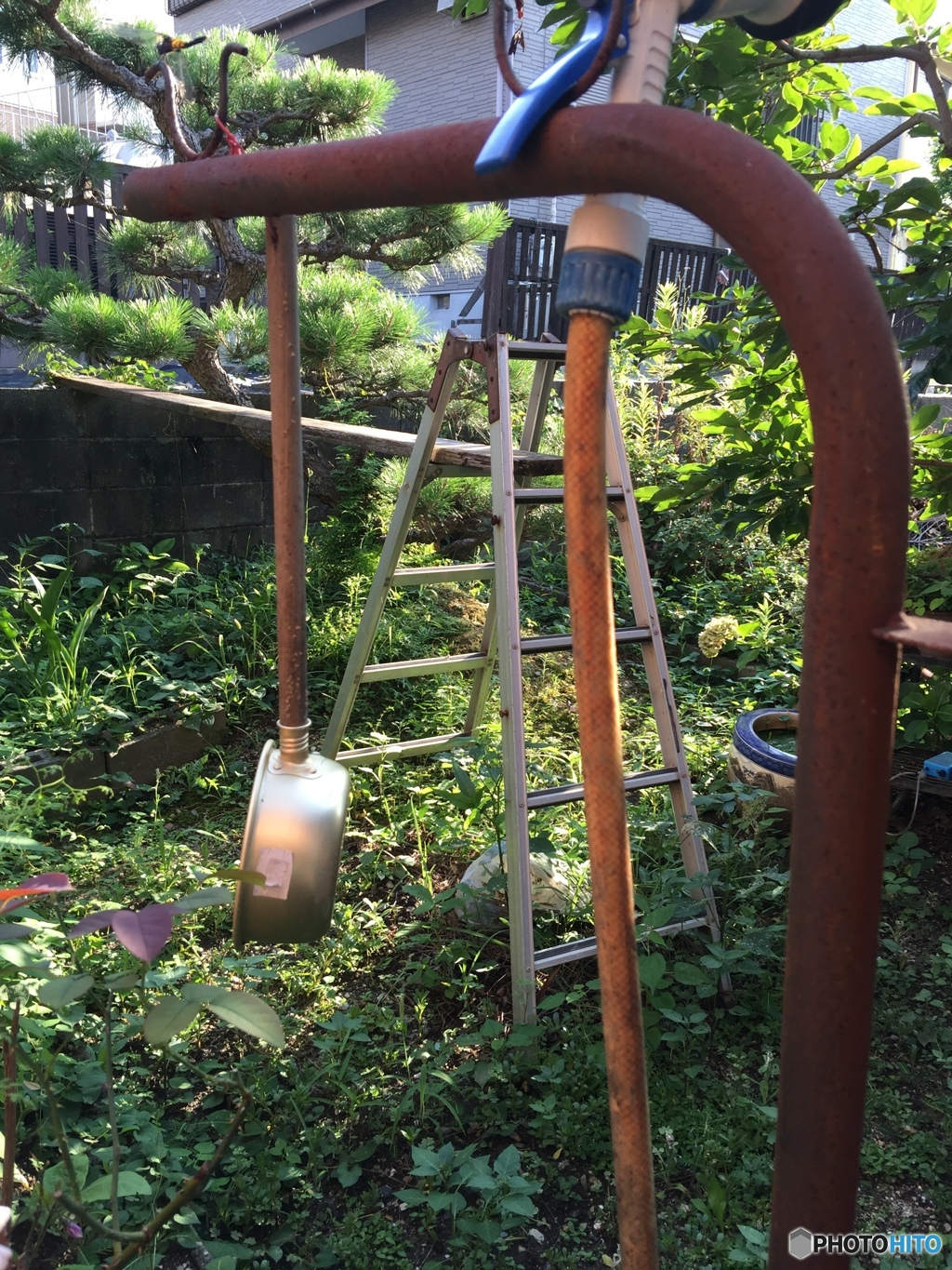 雑草に囲まれて