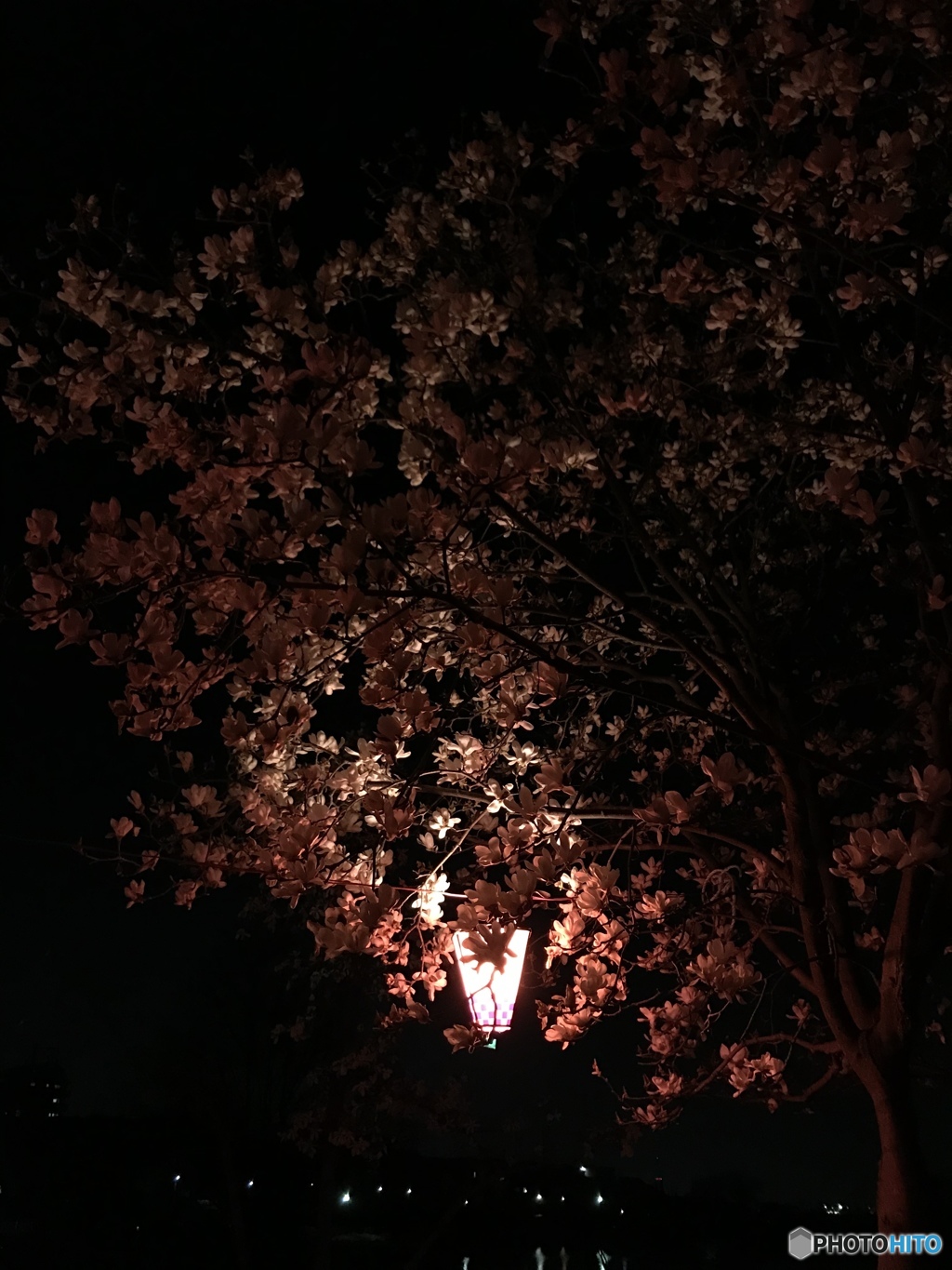 夜桜