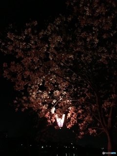 夜桜