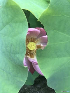 恥ずかしがり屋の蓮さん