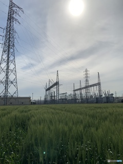 麦の季節