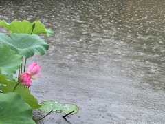 雨宿り