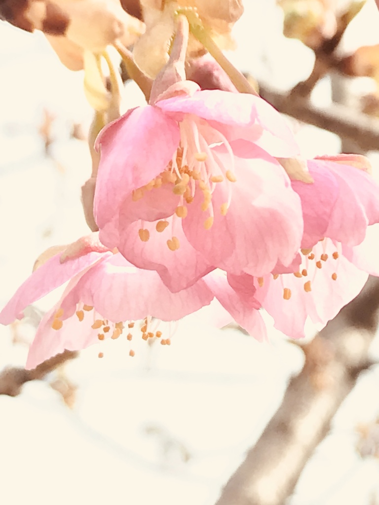 もう春だね、サクラ組