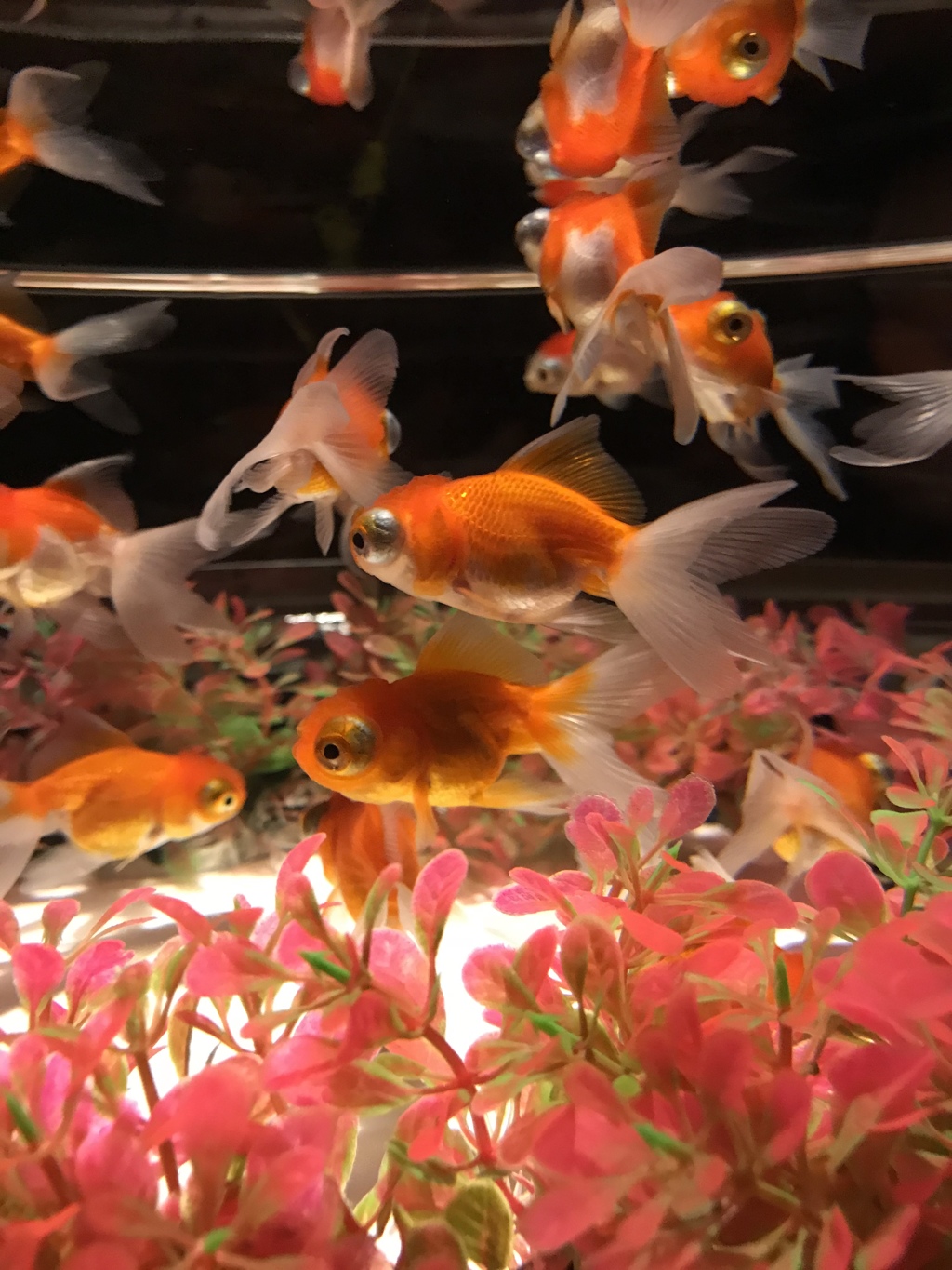 金魚の雅  スローダンス