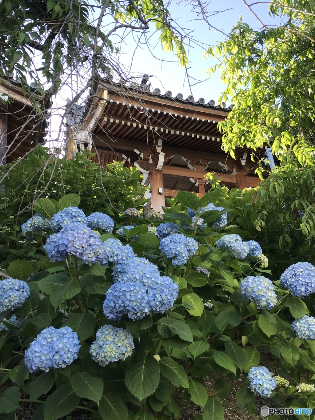 戦いの場も花乱