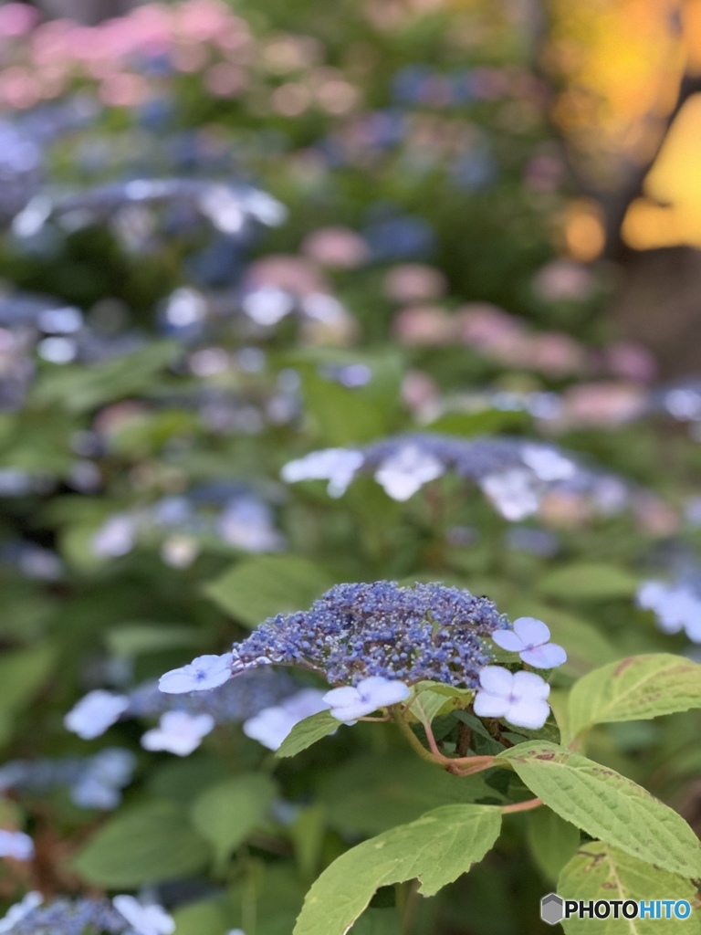 紫陽花の季節