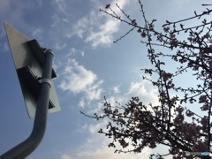 河津桜   八分咲き