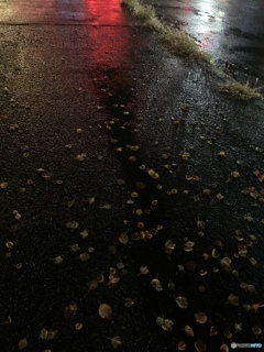 冷たい雨