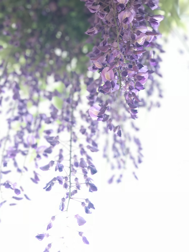 キャンディシャワー