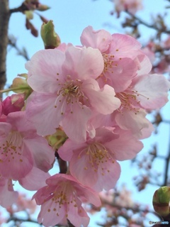 河津桜
