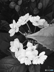 あ         じさい