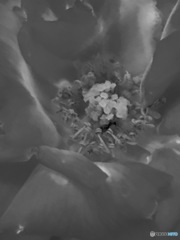 言葉が無くても