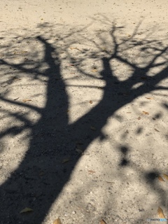 秋は落ち葉となって