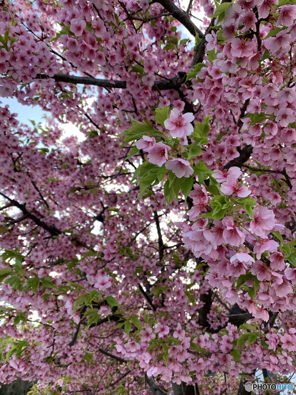 幸せを祈って