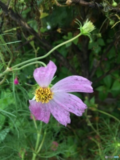 傷ついても、、