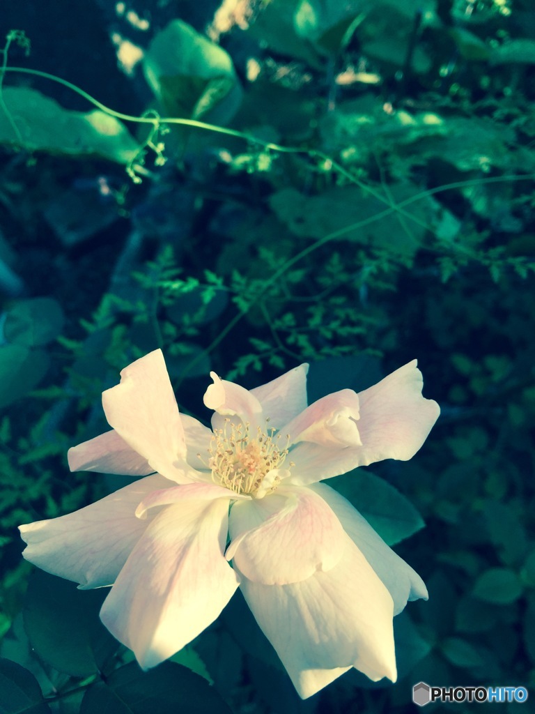 逞しく咲き誇る