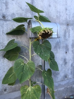 残暑お見舞い申し上げます。