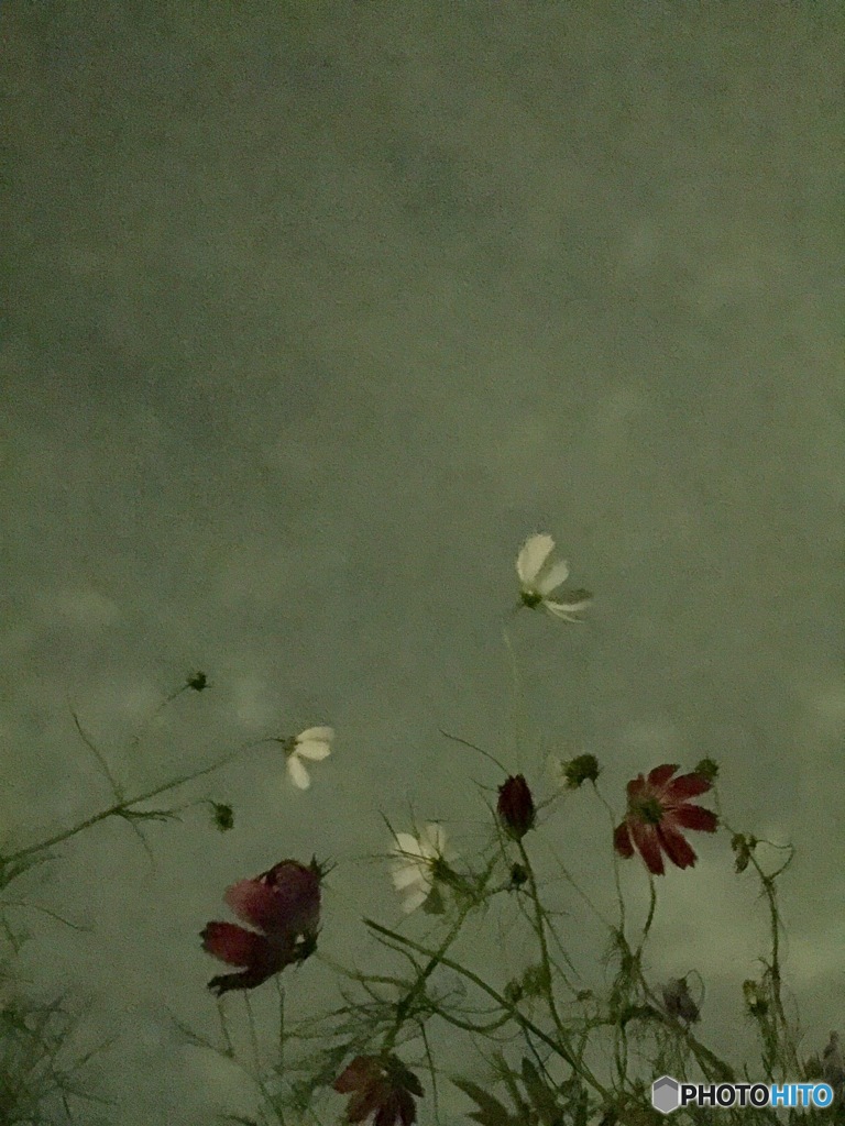 最後の乱れ咲き
