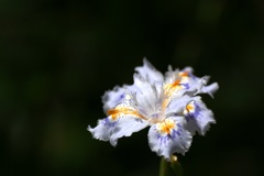 著莪の花