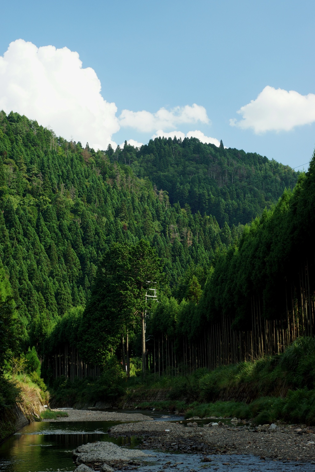 北山杉