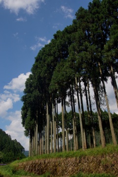 夏空に向かって