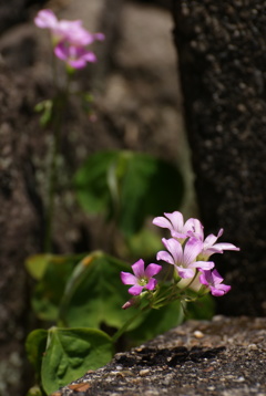 オキザリスの花