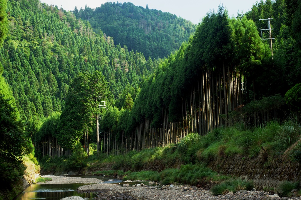 北山杉