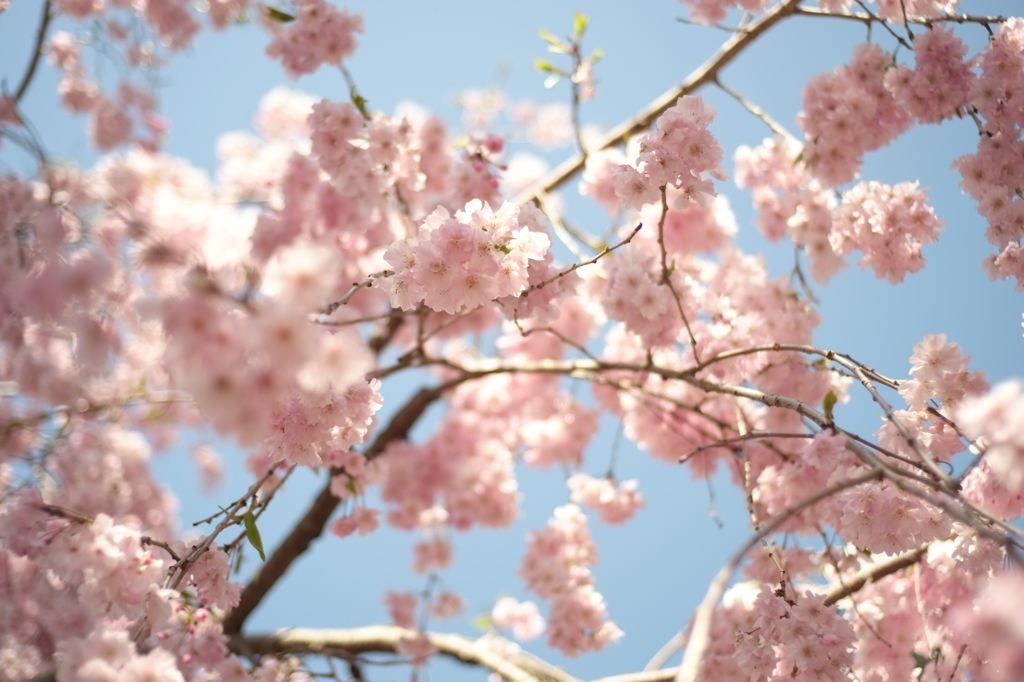 枝垂れ桜