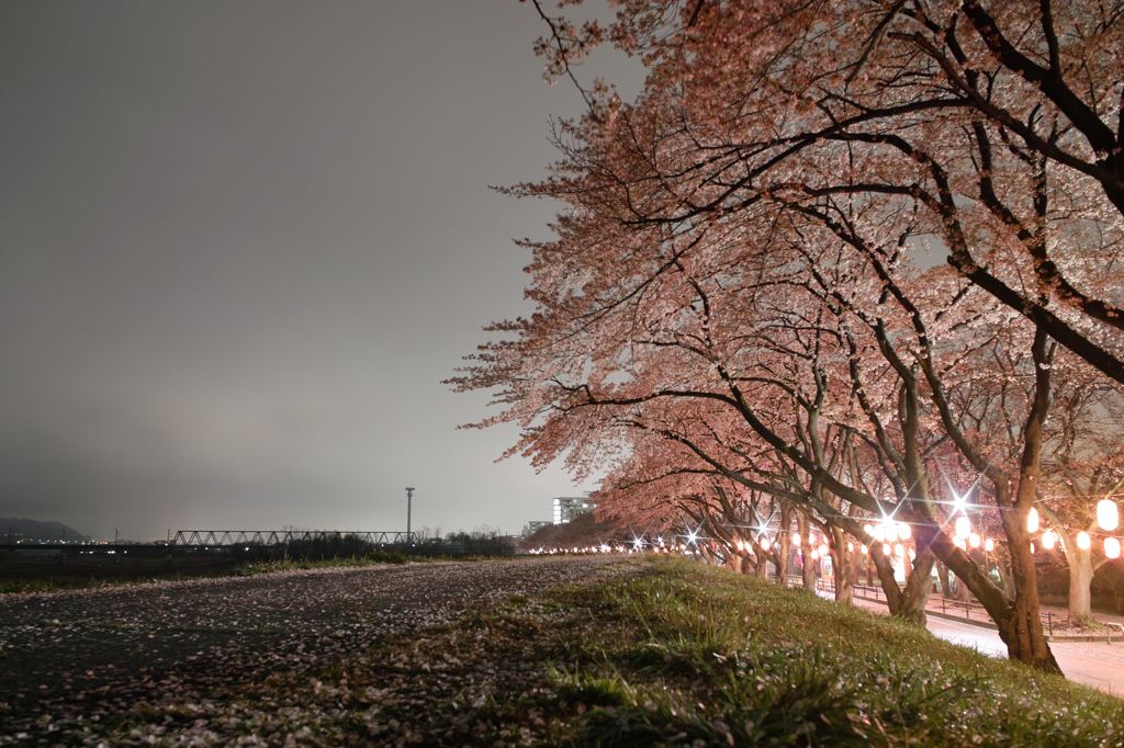 桜まつり