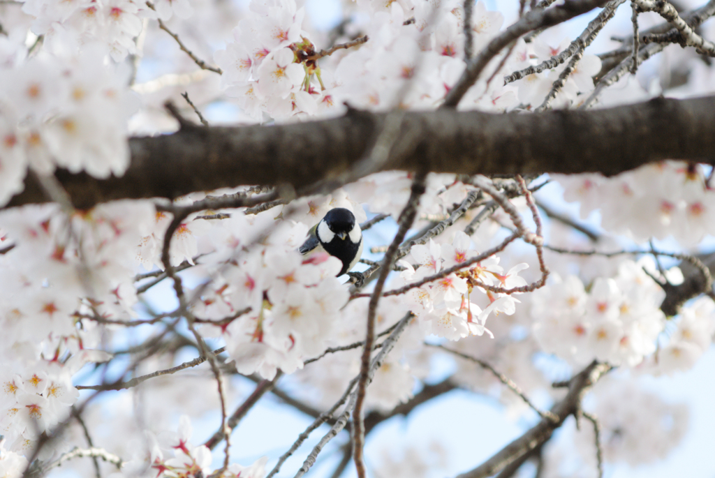 シジュウカラ