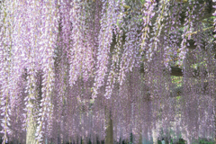 purple curtains