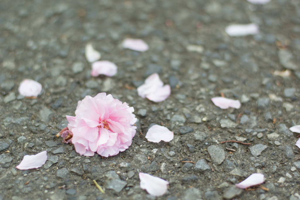 asphalt flower