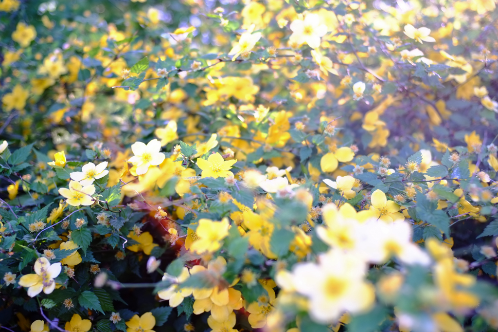Flare Flower