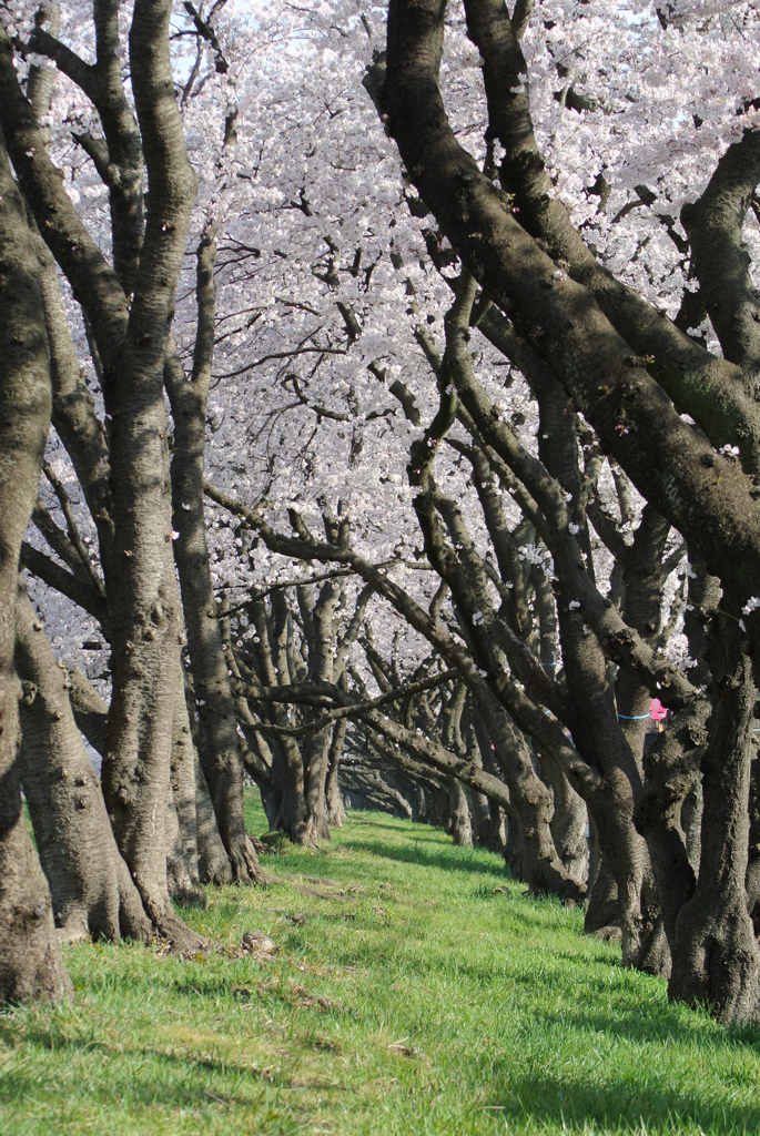 桜のトンネル