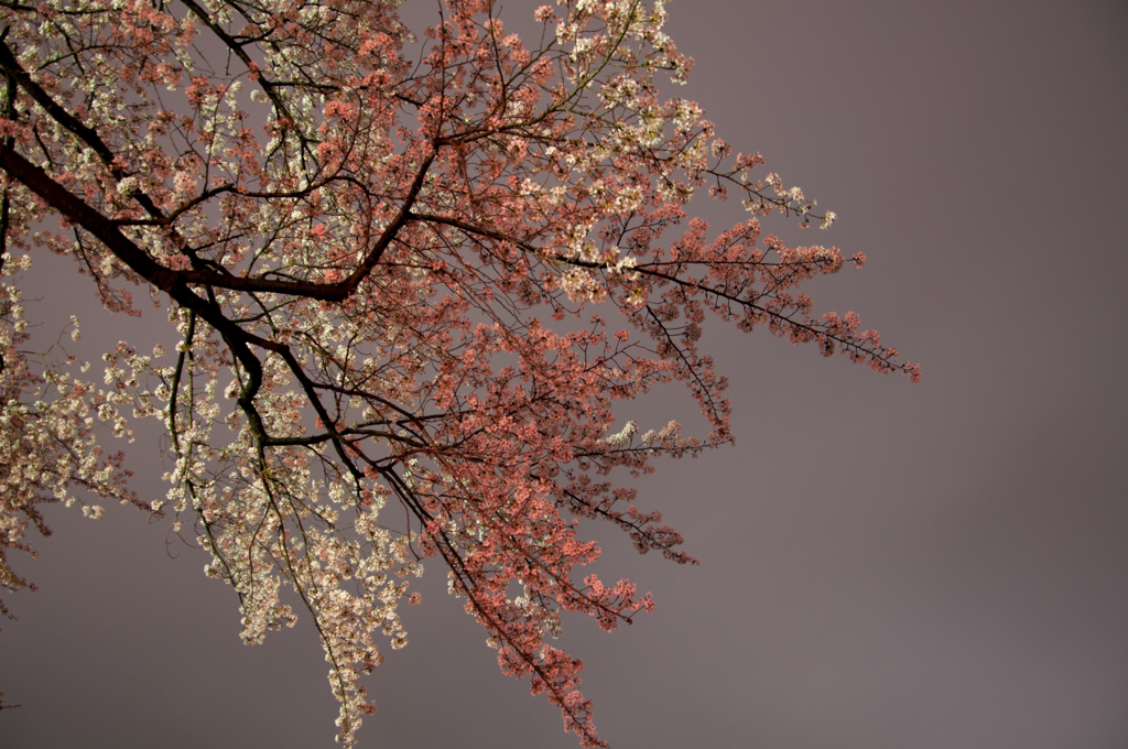 紅白の桜