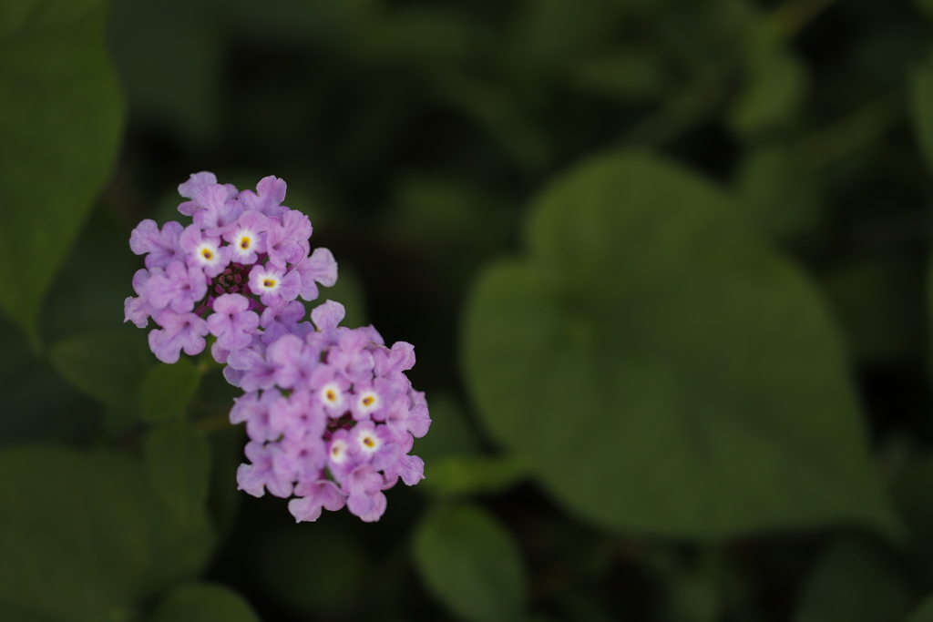 花　その56