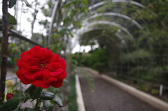 花　その1