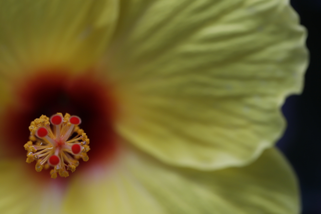 花　その137