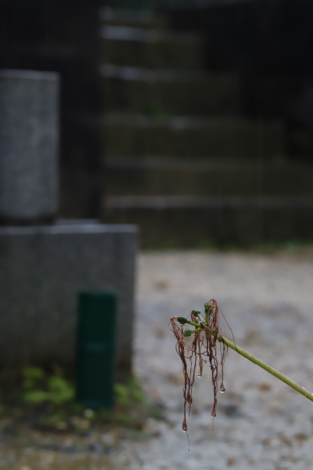 くちる　その171