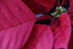 葉っぱ　その30