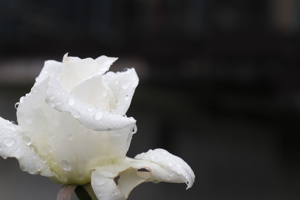 花　その59