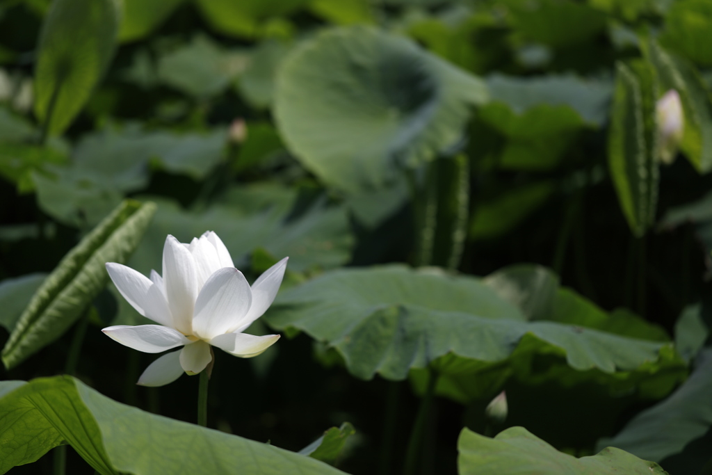 花　その83
