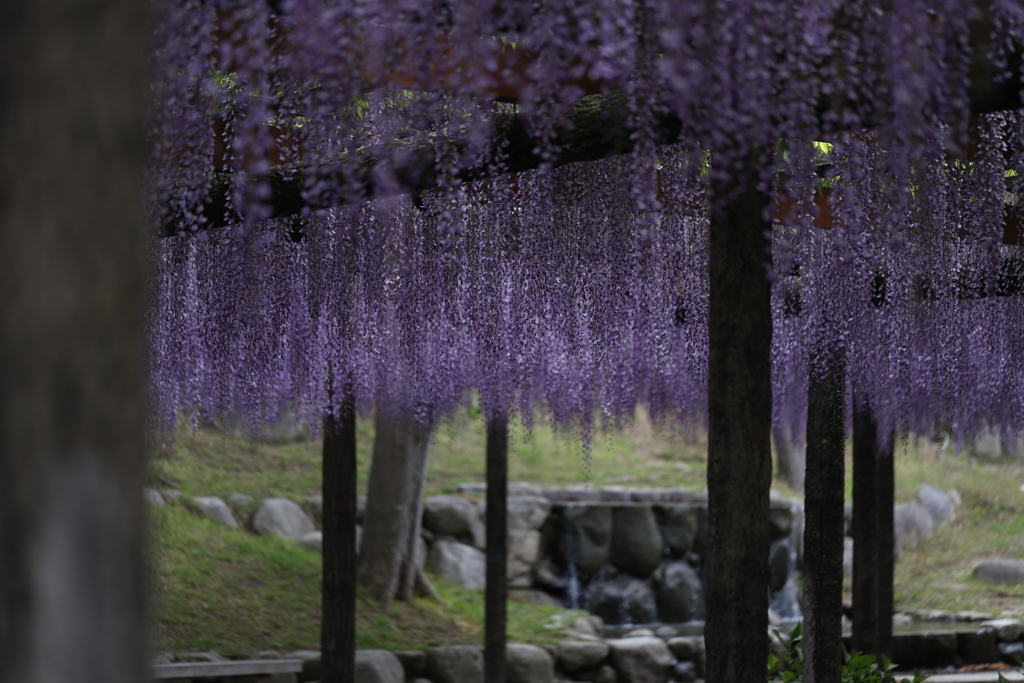 花　その77