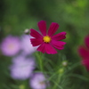 花　その97