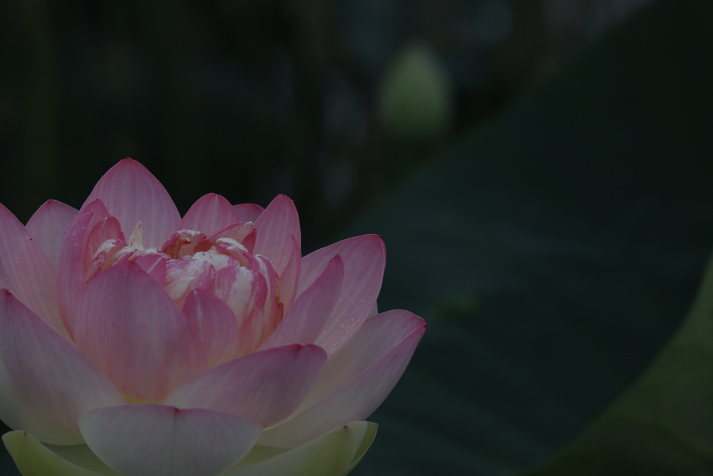 花　その192