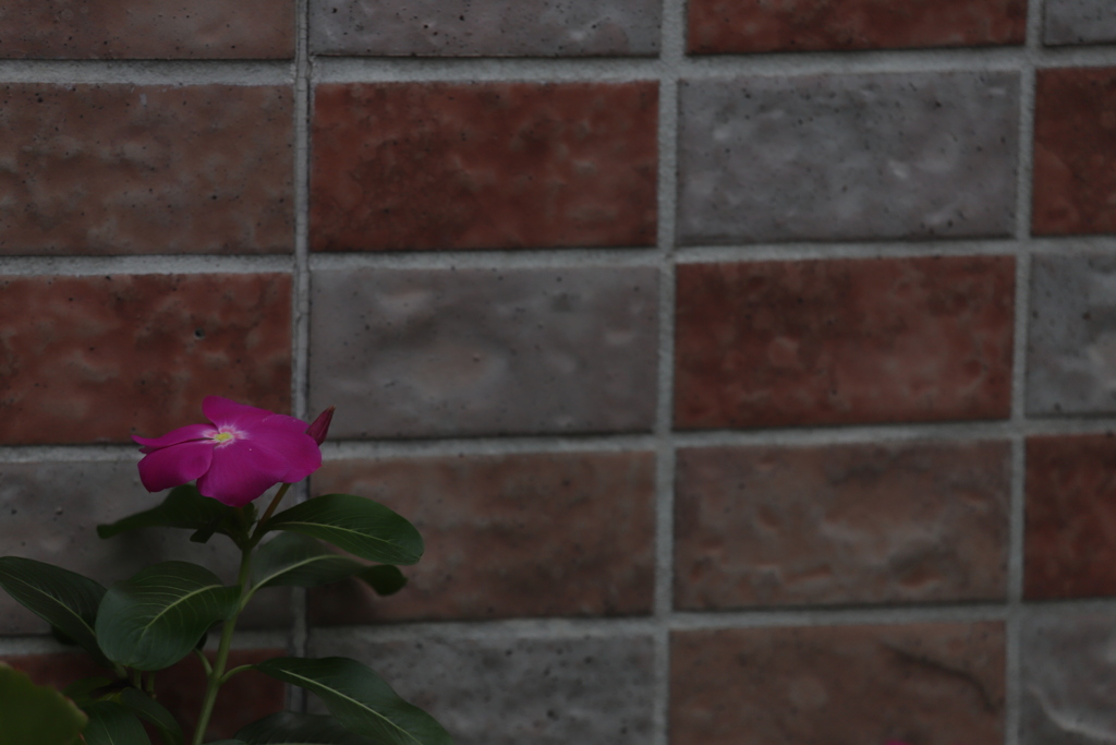 花　その201